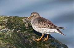 Purple Sandpiper